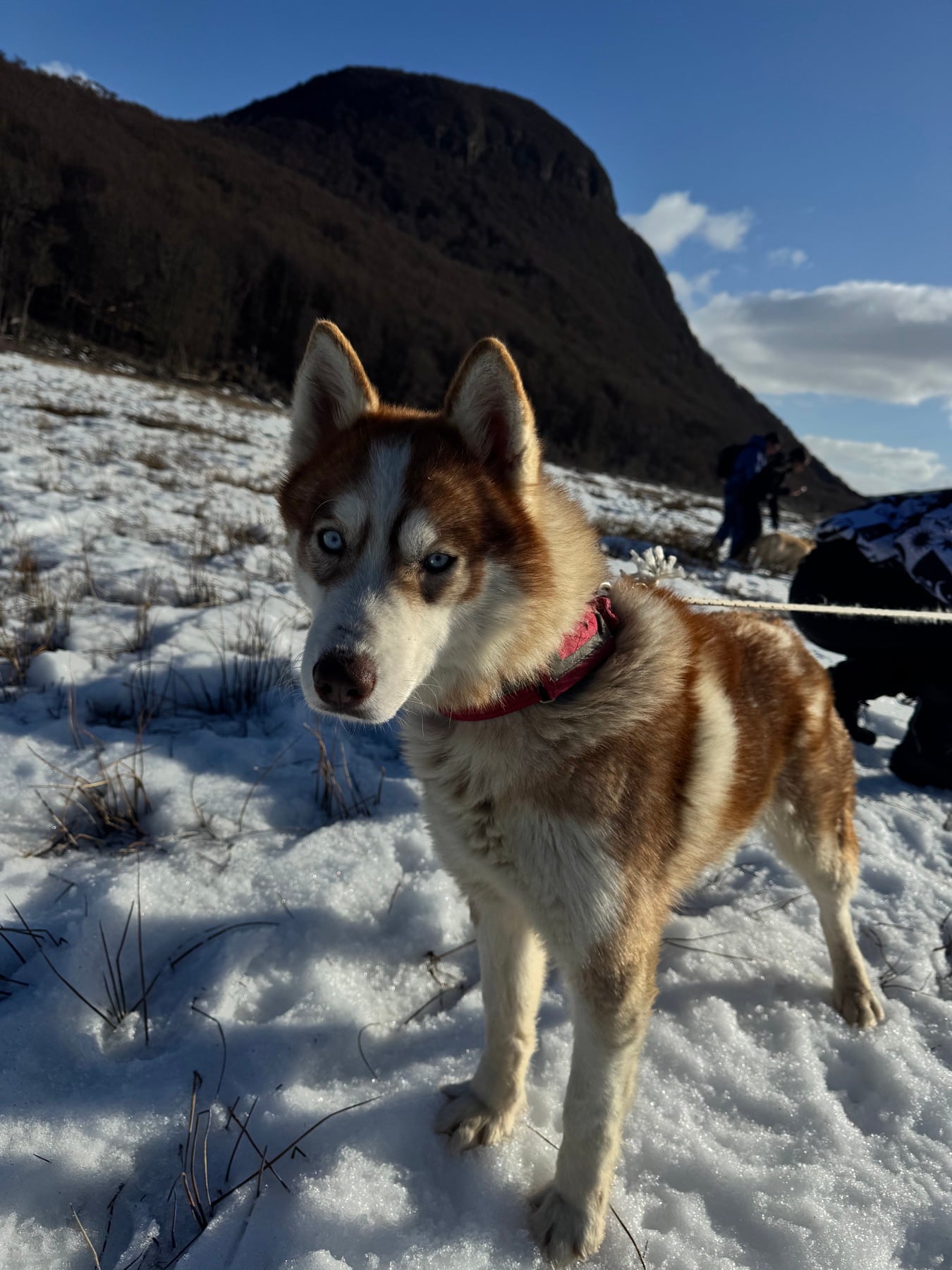 Cachorro na neve em frente às montanhas